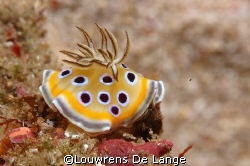 Beauty by Louwrens De Lange 